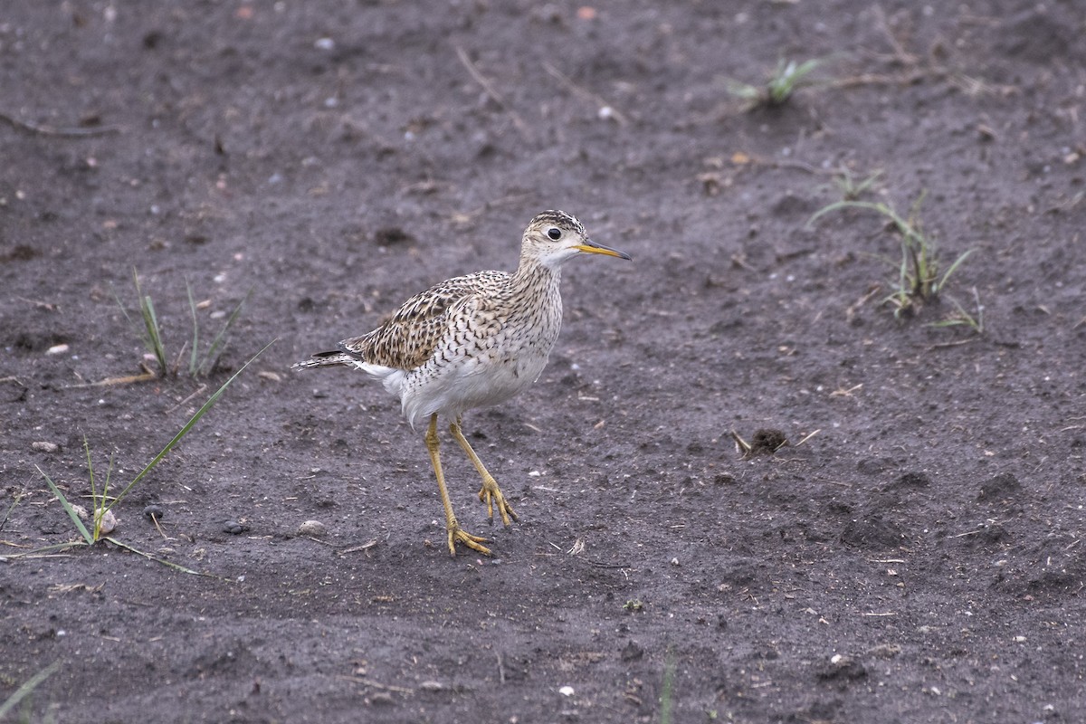 Upland Sandpiper - ML638731924