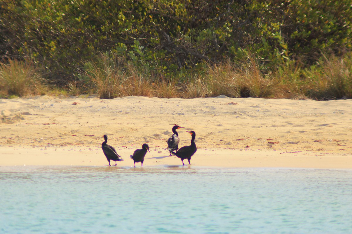 Cormoran à aigrettes - ML638731936