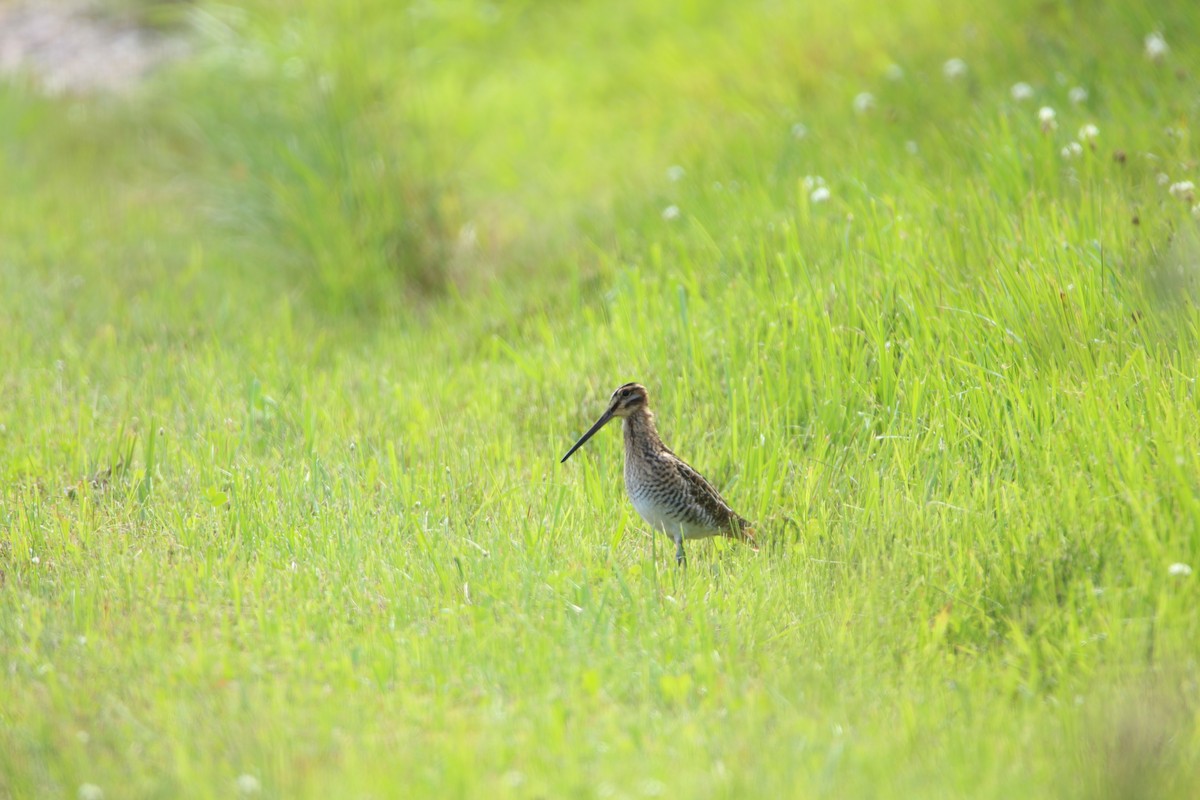 Wilson's Snipe - ML638731943