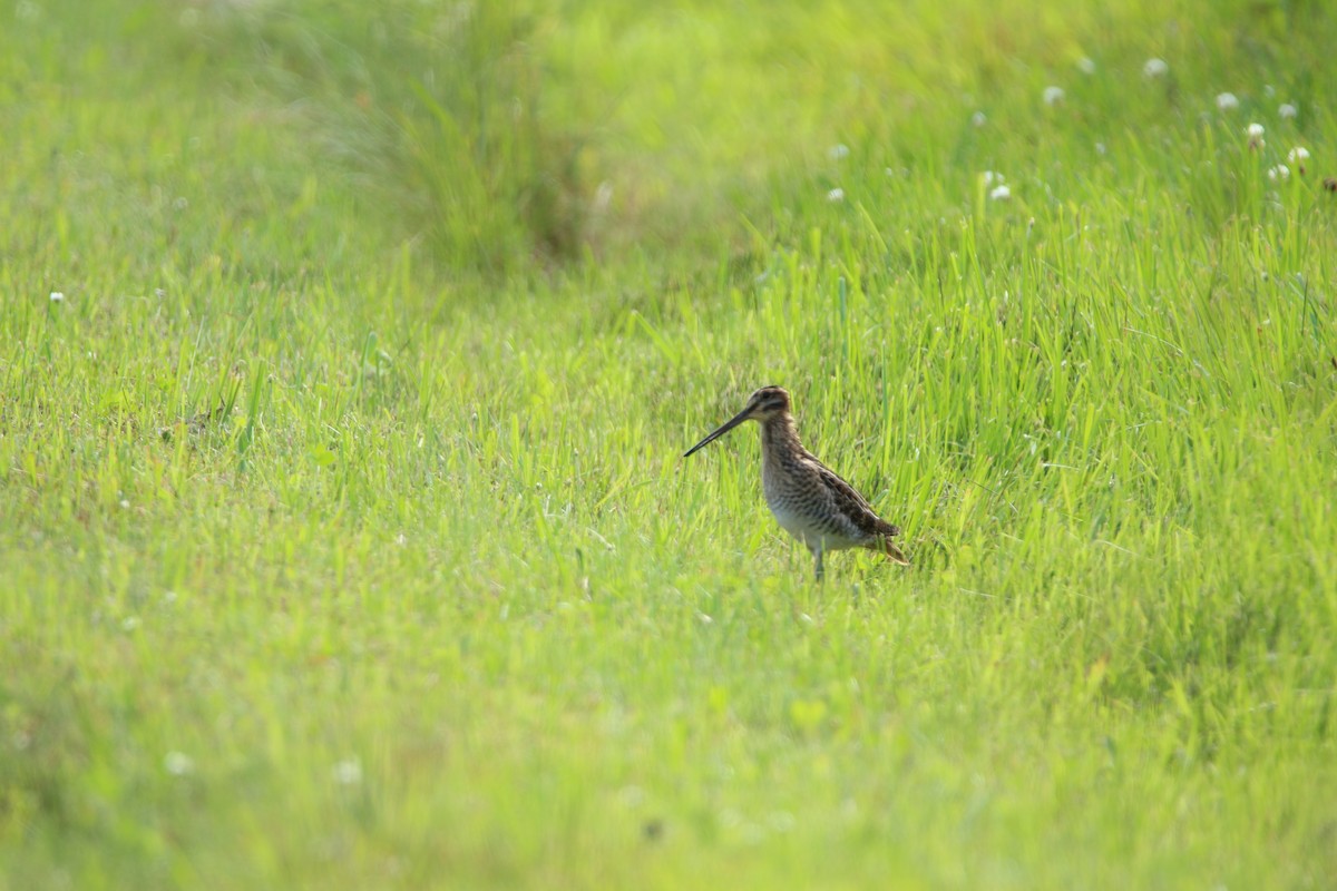 Wilson's Snipe - ML638731944