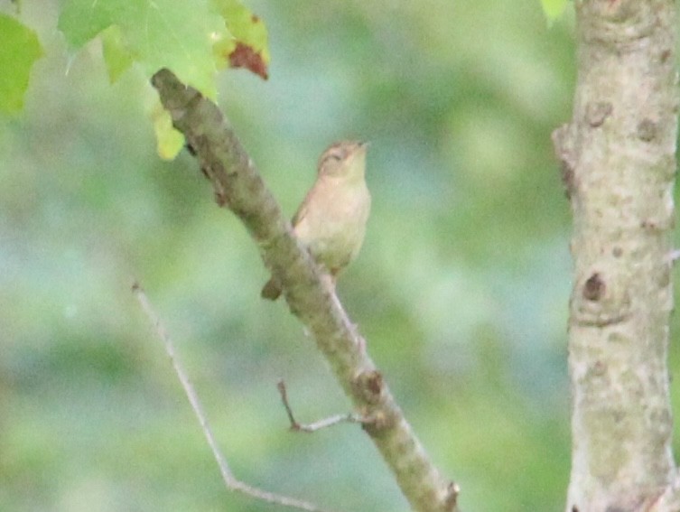 Northern House Wren - ML638731978