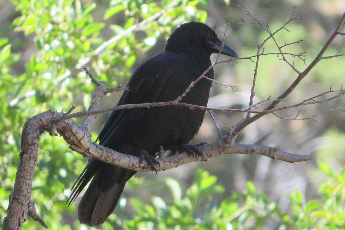 American Crow - ML638731997