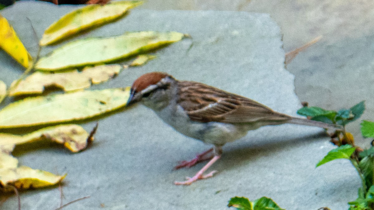Chipping Sparrow - ML638731998