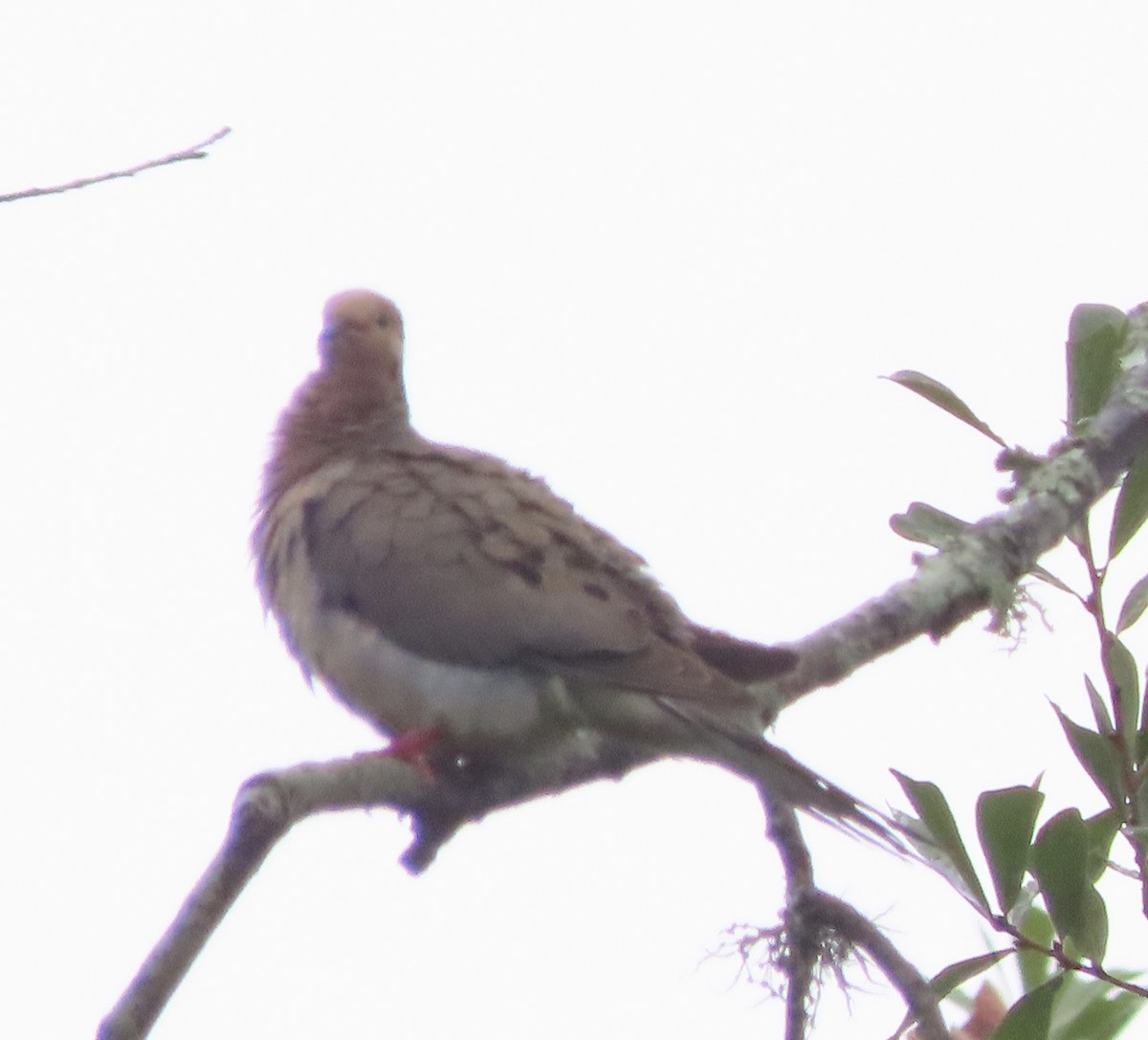 Mourning Dove - ML638732006