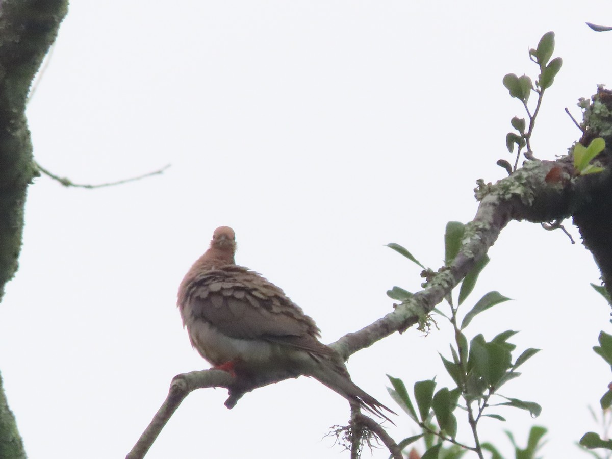 Mourning Dove - ML638732007