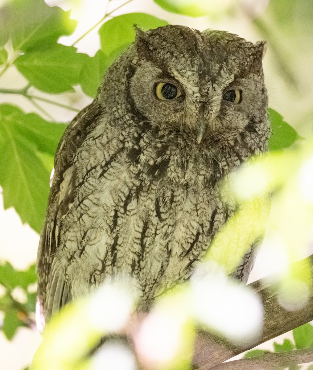 Western Screech-Owl - ML638732008