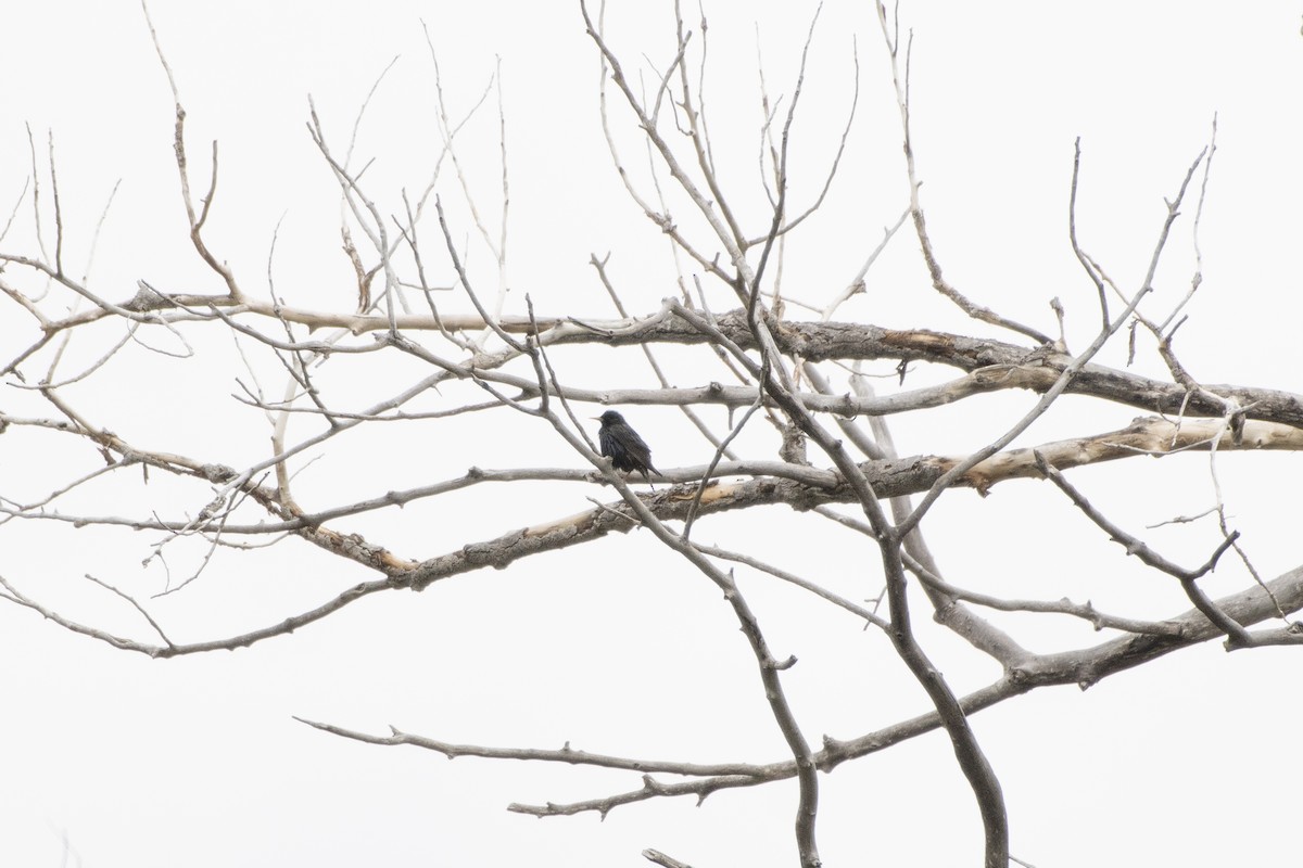 European Starling - ML638732018