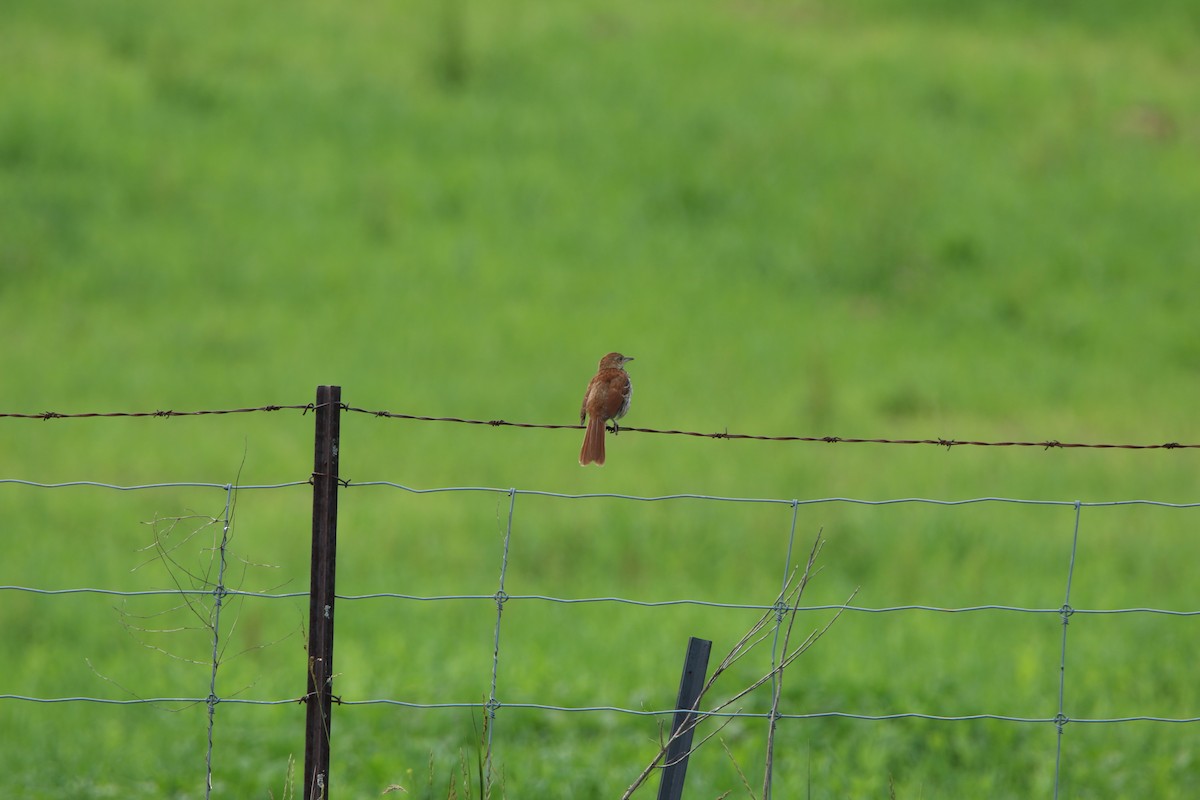 Brown Thrasher - ML638732019