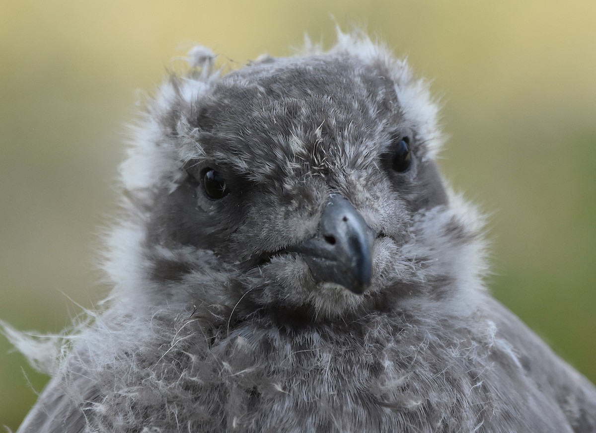 Ring-billed Gull - ML638732025