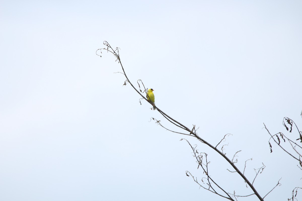 American Goldfinch - ML638732031