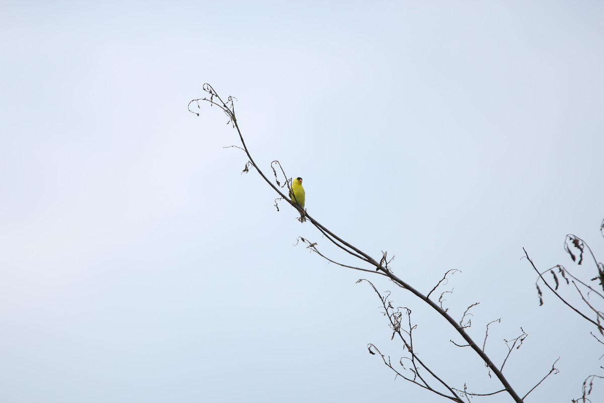 American Goldfinch - ML638732032