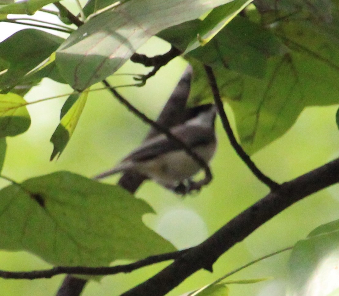 Carolina Chickadee - ML638732037