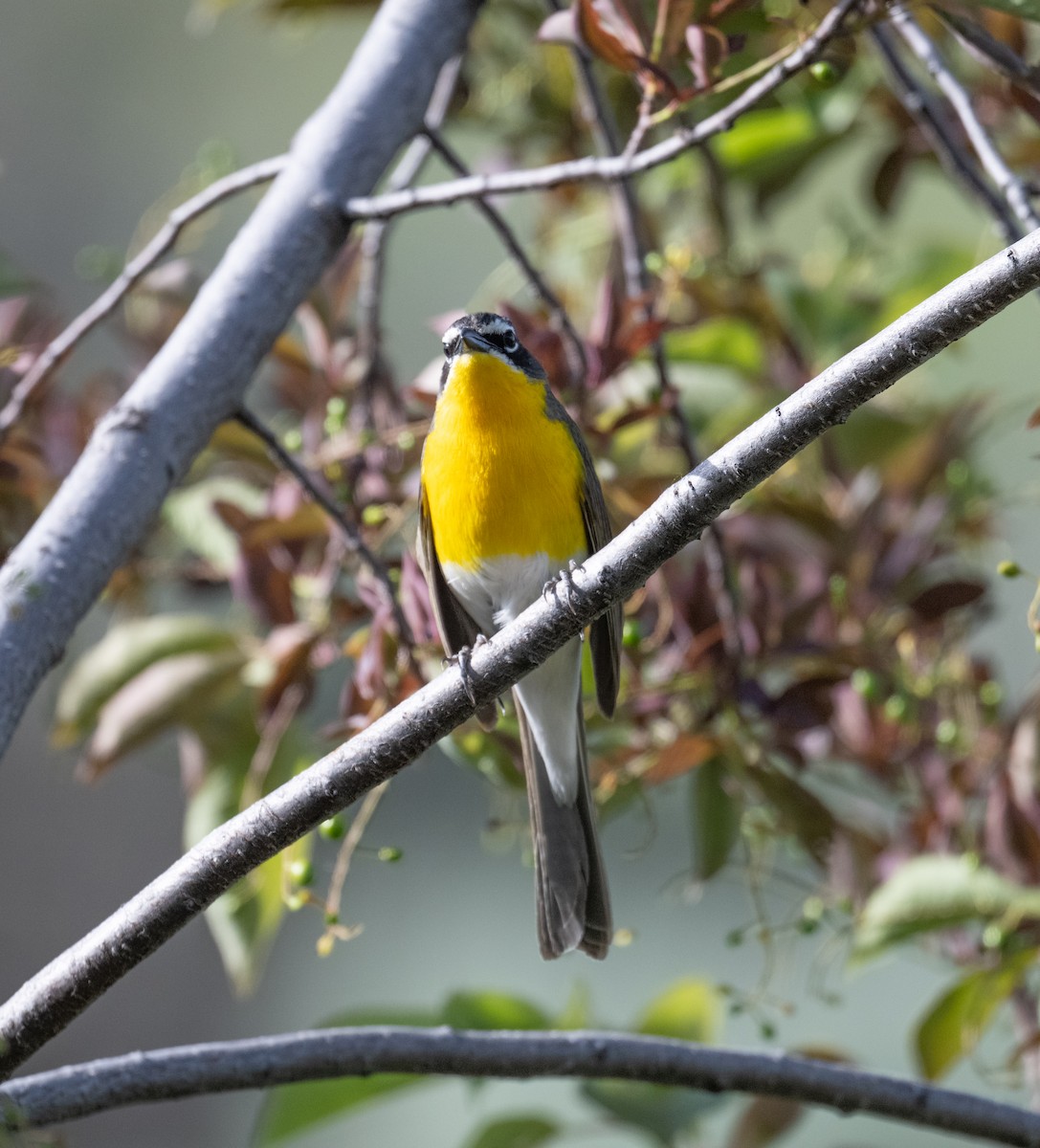 Yellow-breasted Chat - ML638732047