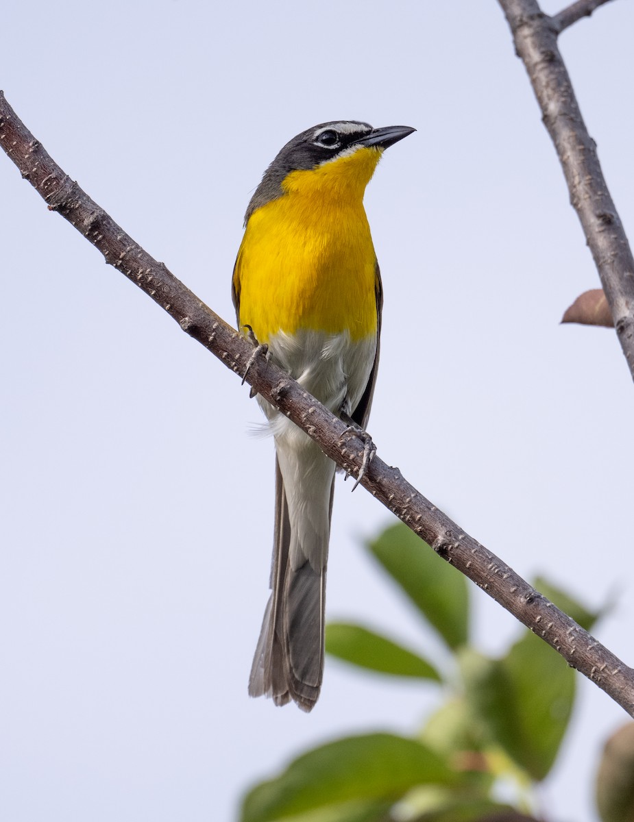 Yellow-breasted Chat - ML638732048