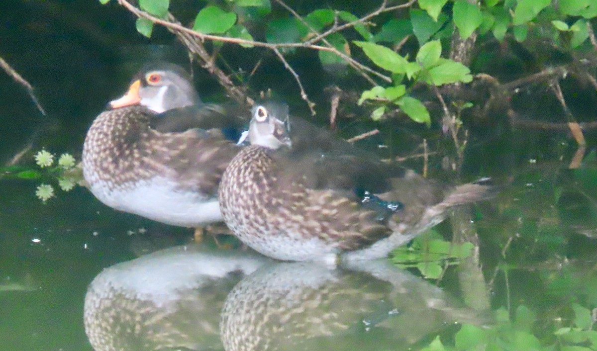 Wood Duck - ML638732063