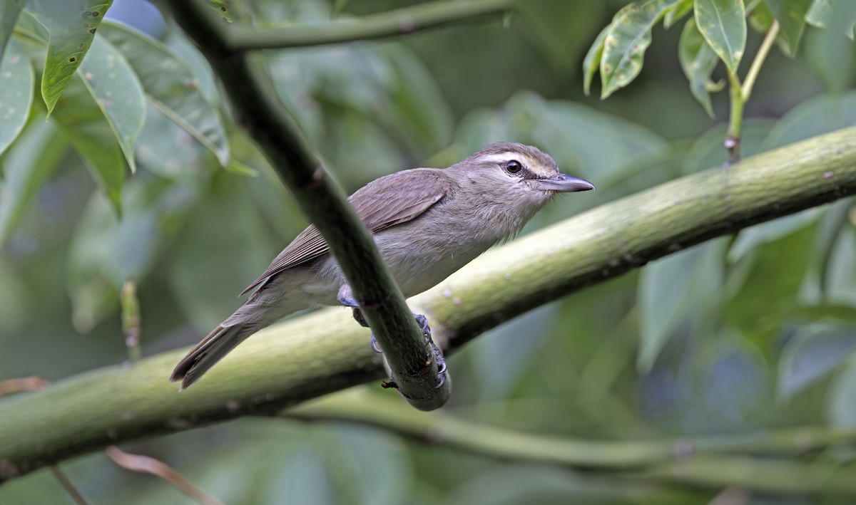 Yucatan Vireo - ML638732103