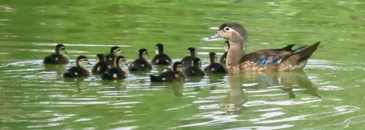 Wood Duck - ML638732105