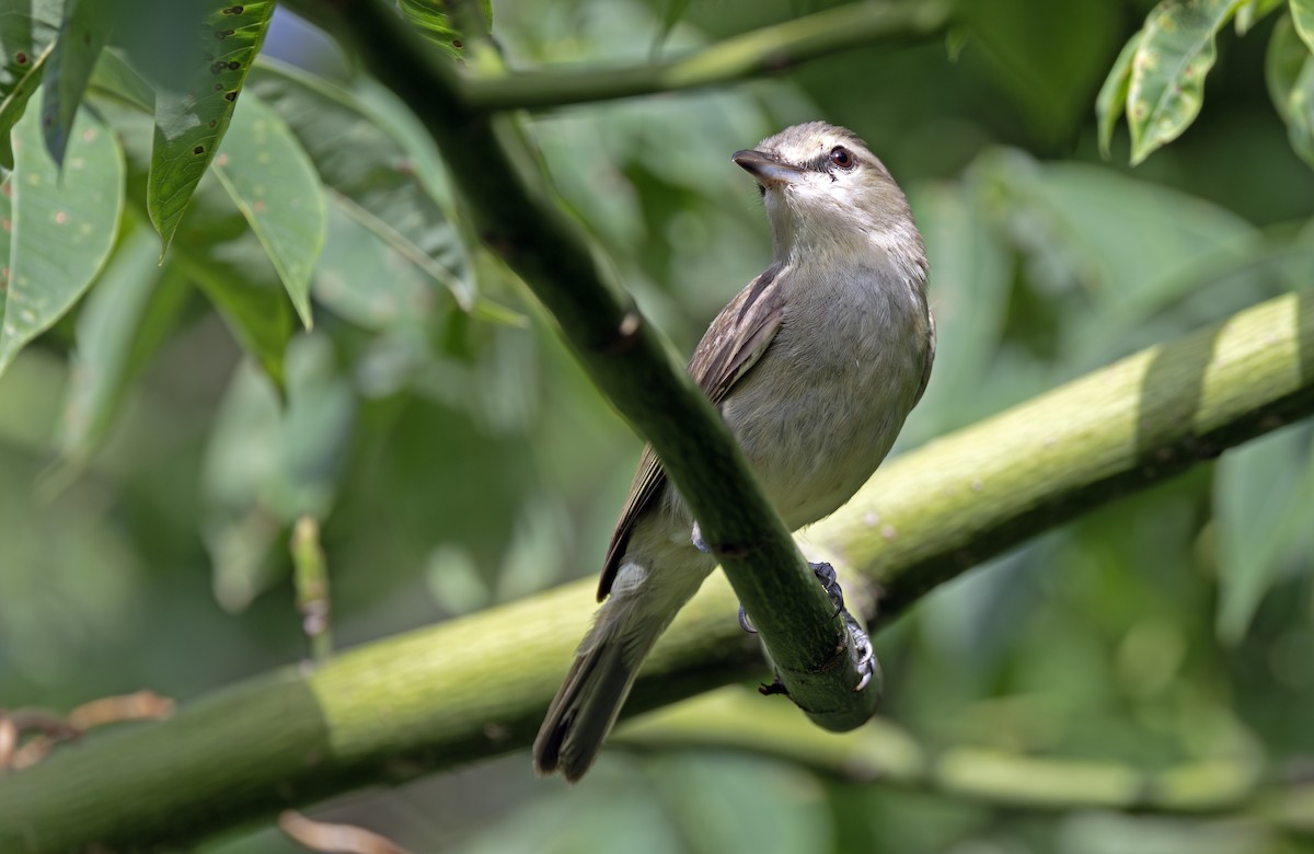 Yucatan Vireo - ML638732107