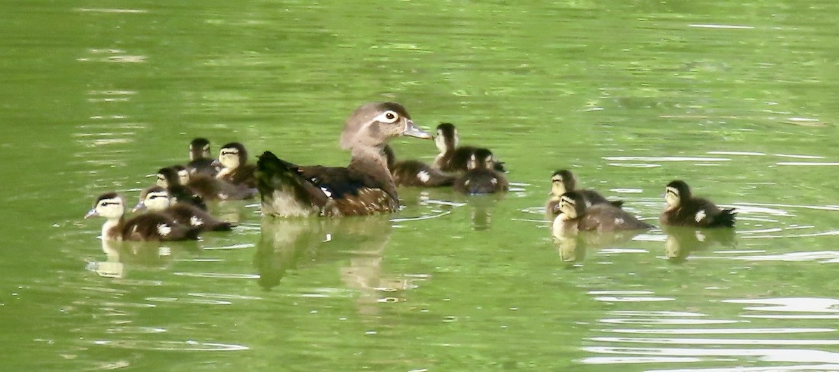 Wood Duck - ML638732124