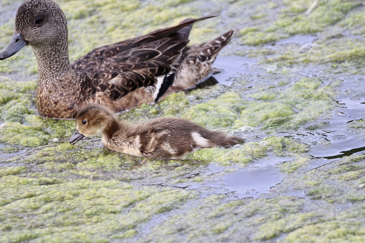 Canard d'Amérique - ML638732130