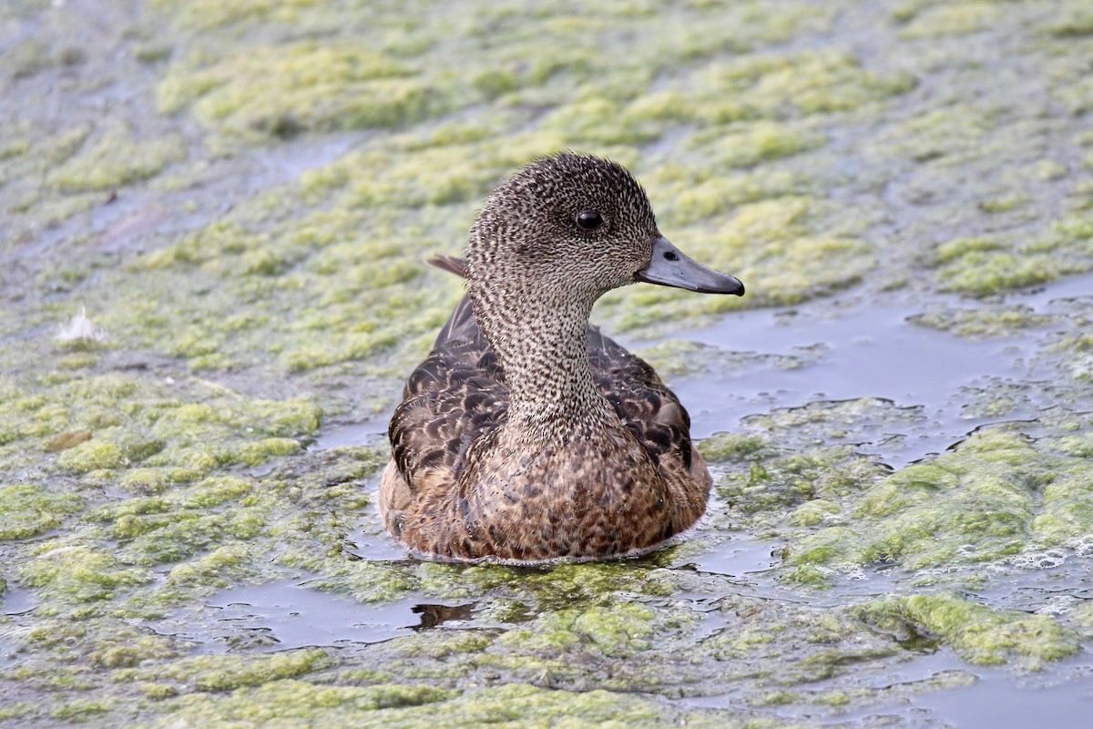 Canard d'Amérique - ML638732136