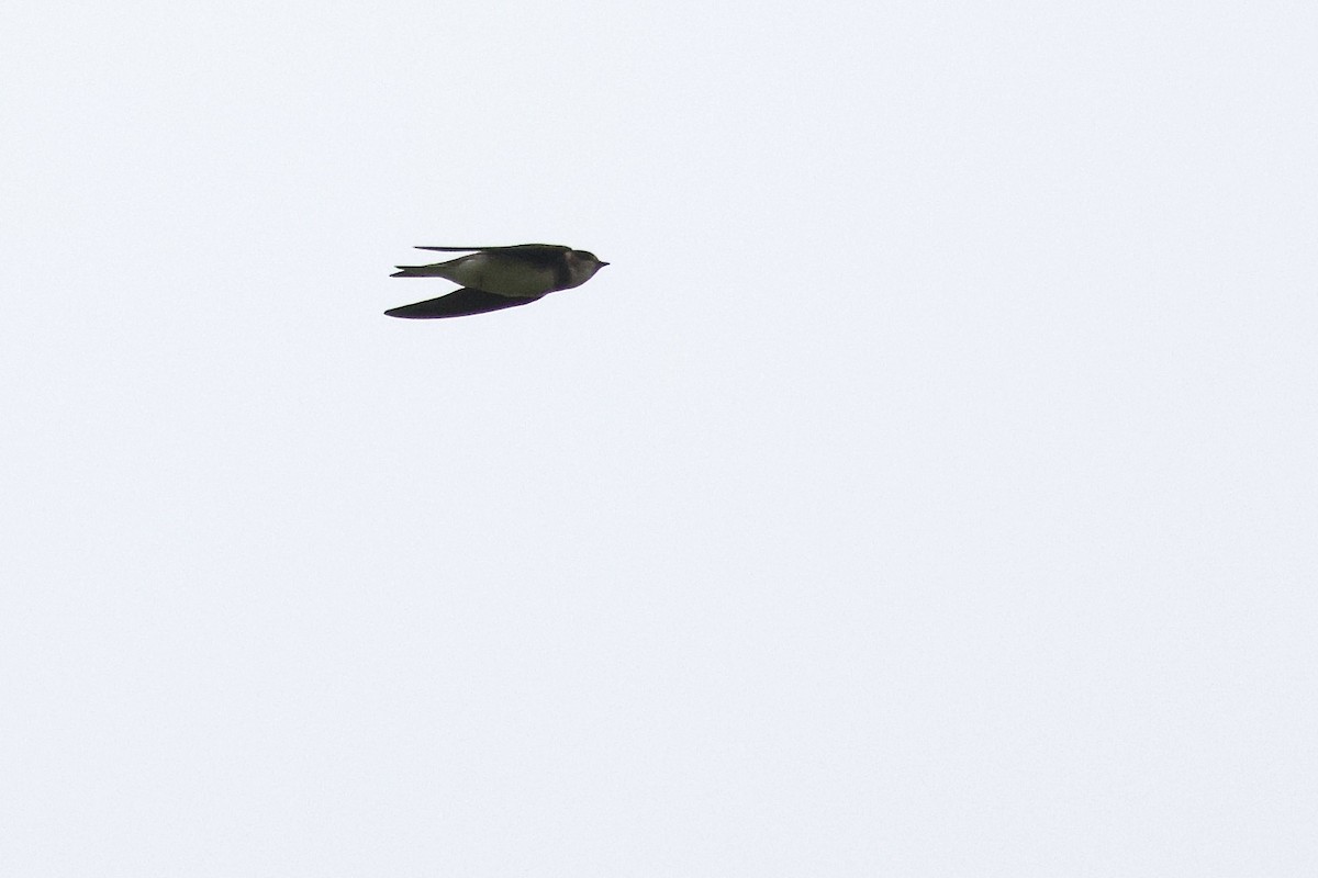 Bank Swallow - ML638732144