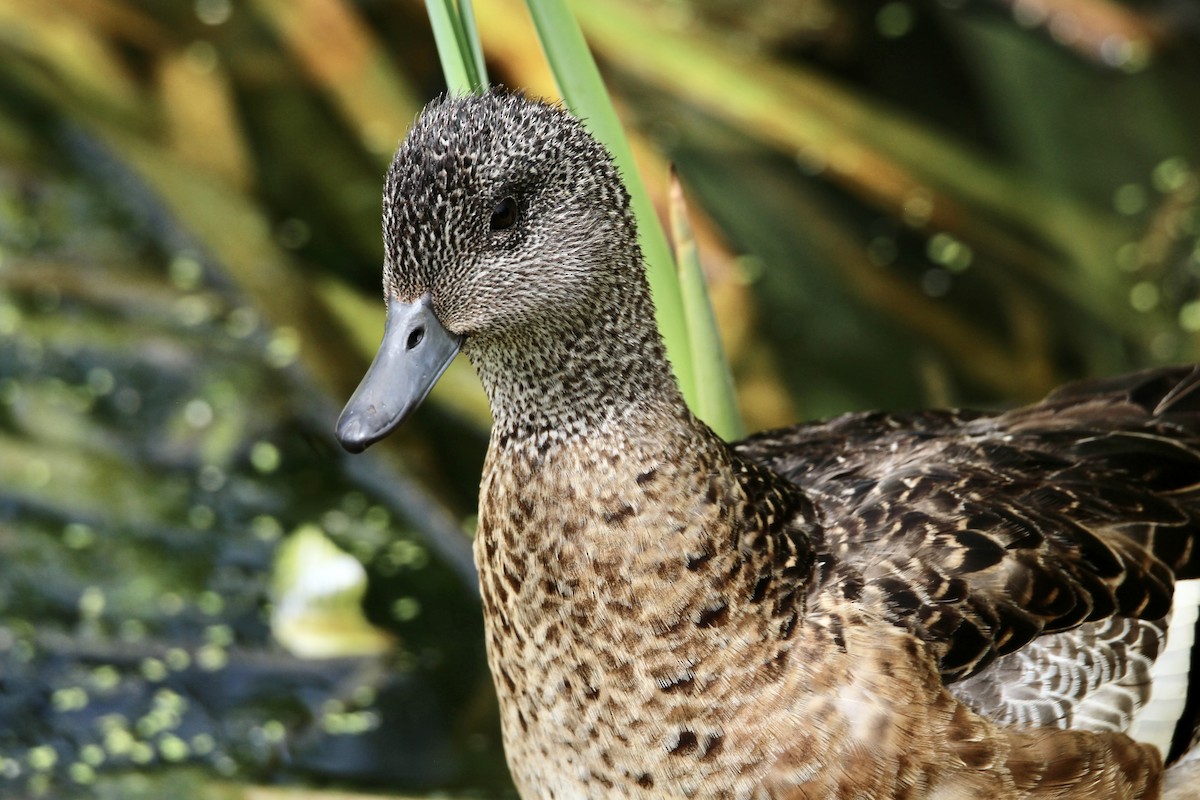 Canard d'Amérique - ML638732148