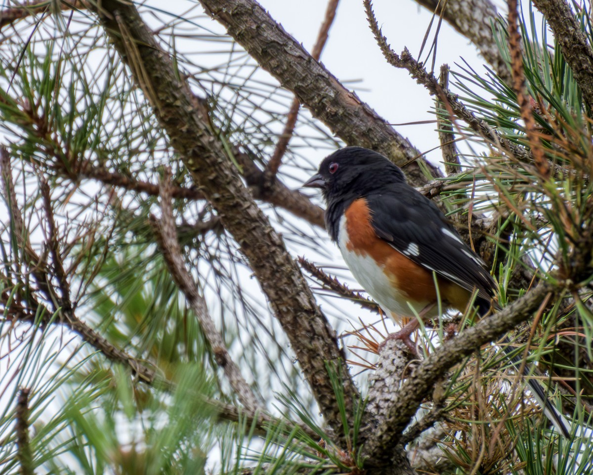 Eastern Towhee - ML638732174