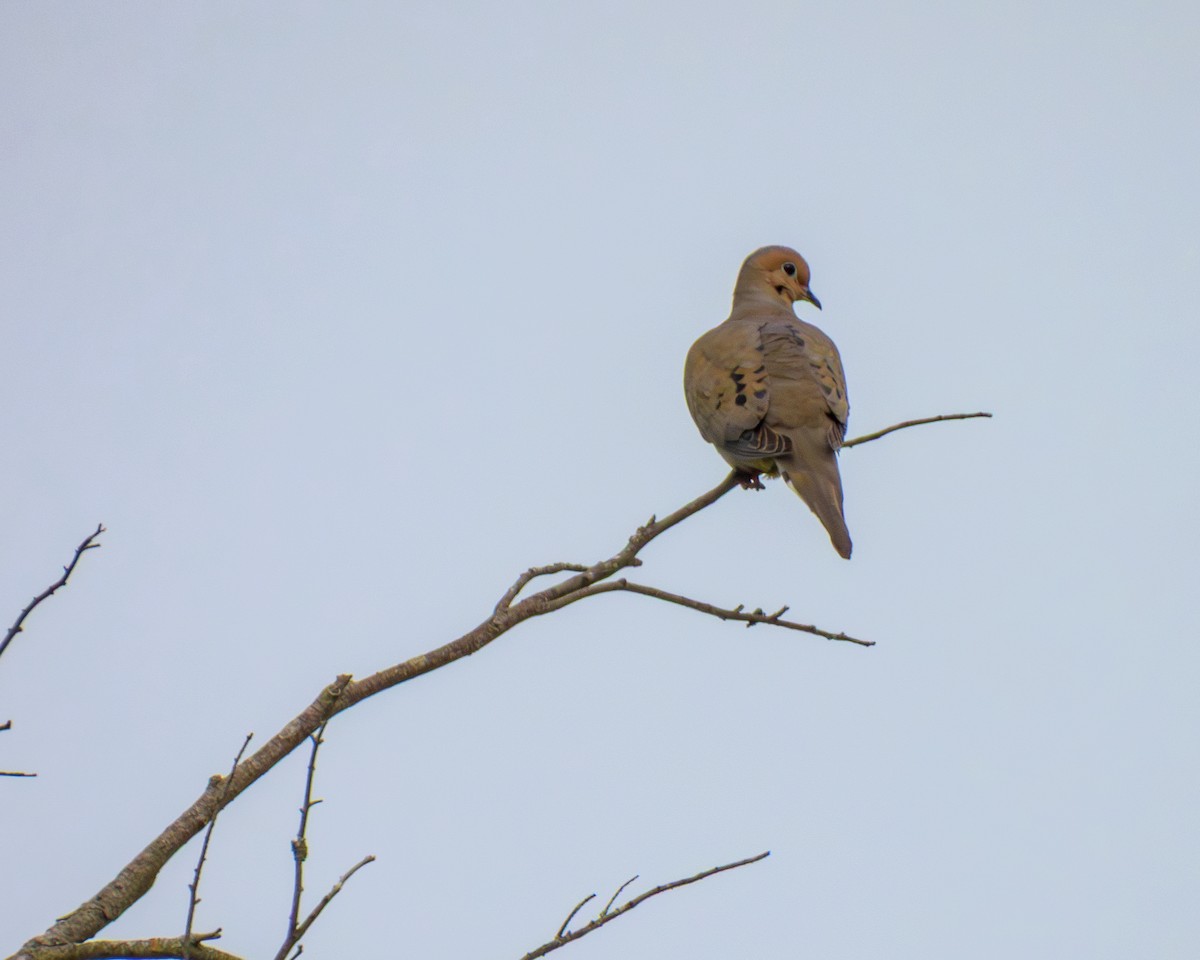 Mourning Dove - ML638732190