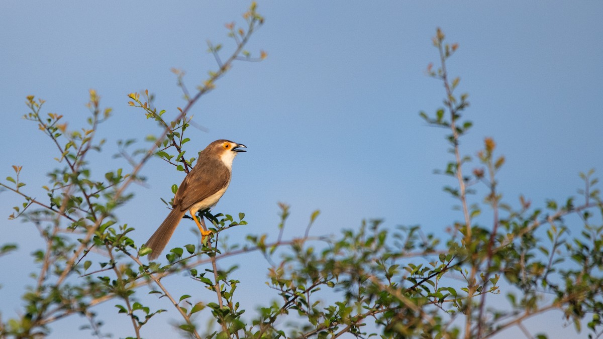 Yellow-eyed Babbler - ML638732192