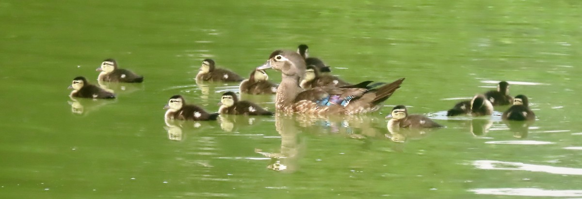 Wood Duck - ML638732194