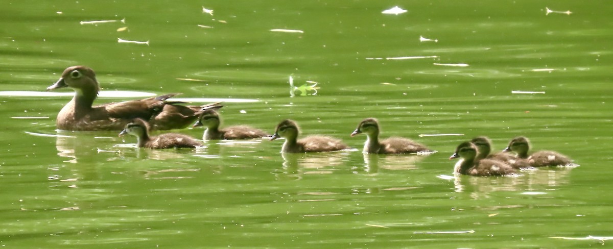 Wood Duck - ML638732216