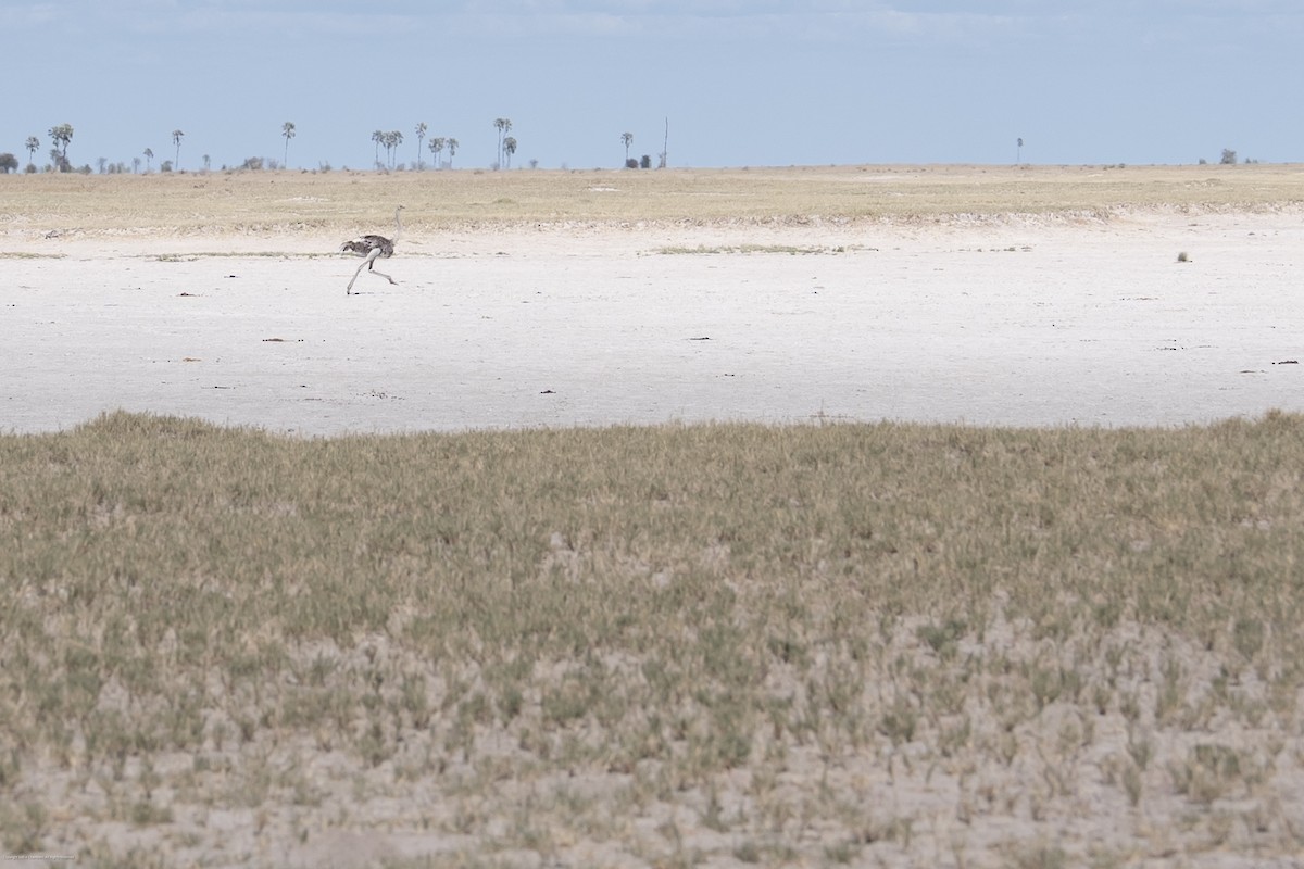 Common Ostrich - ML638732221