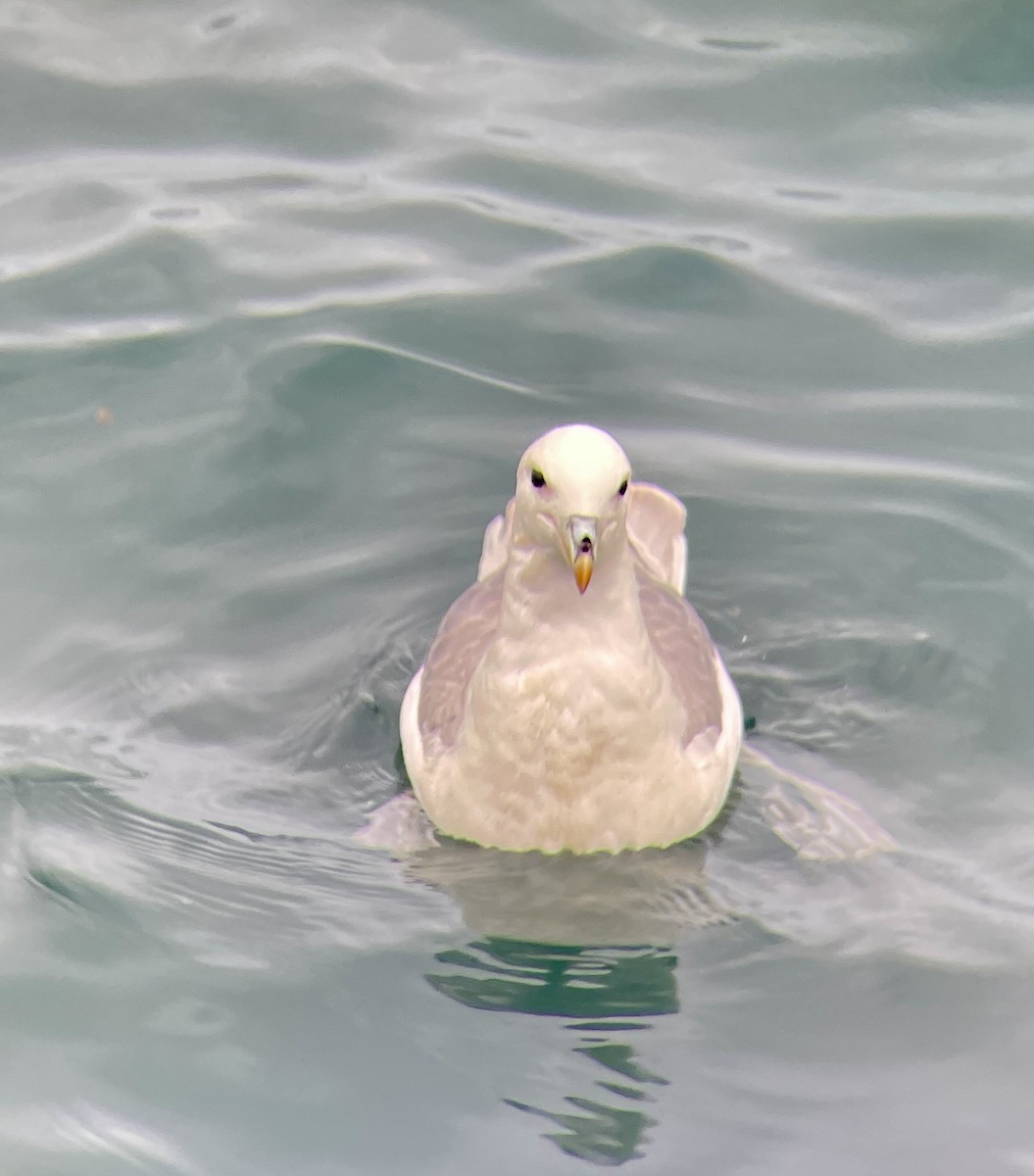 Northern Fulmar (Atlantic) - ML638732224