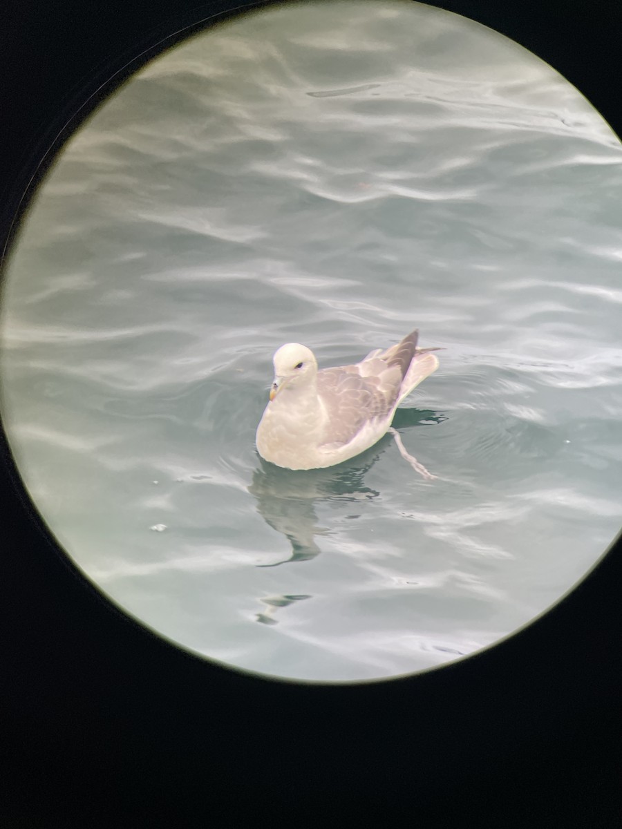 Northern Fulmar (Atlantic) - ML638732226
