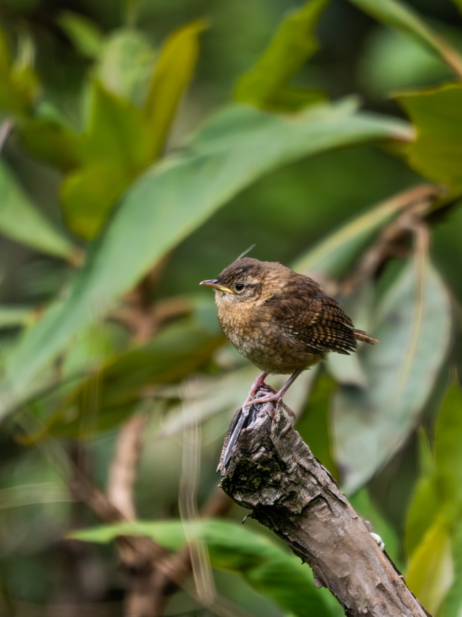 Northern House Wren (Brown-throated) - ML638732230