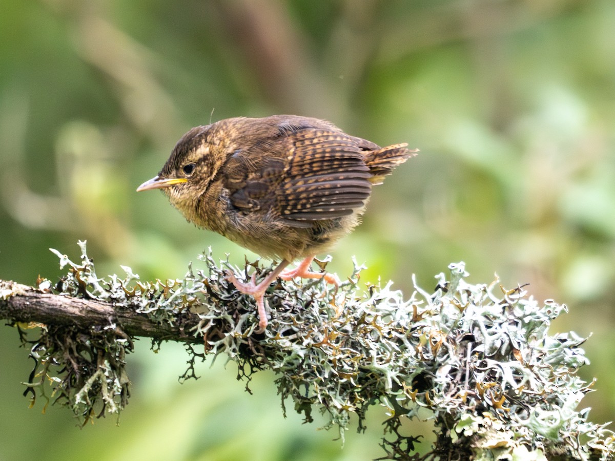 Northern House Wren (Brown-throated) - ML638732231