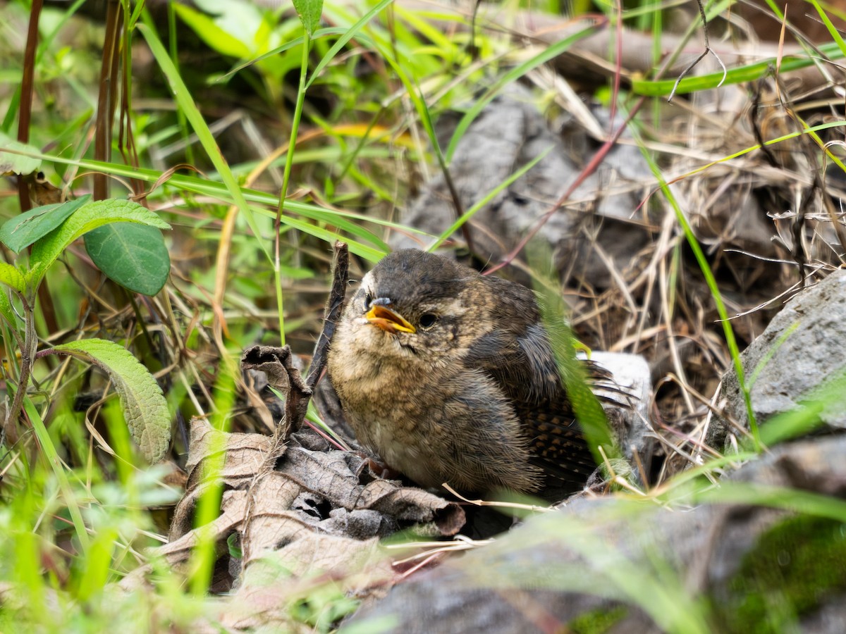 Northern House Wren (Brown-throated) - ML638732233