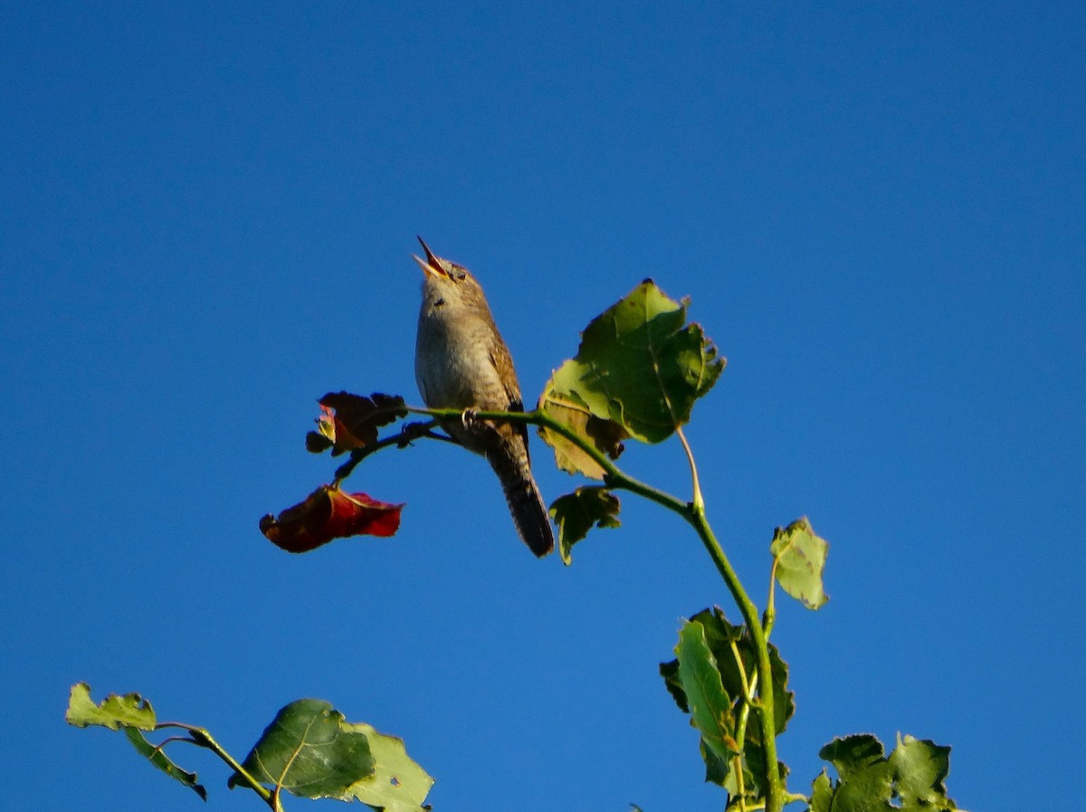 Northern House Wren - ML638732244