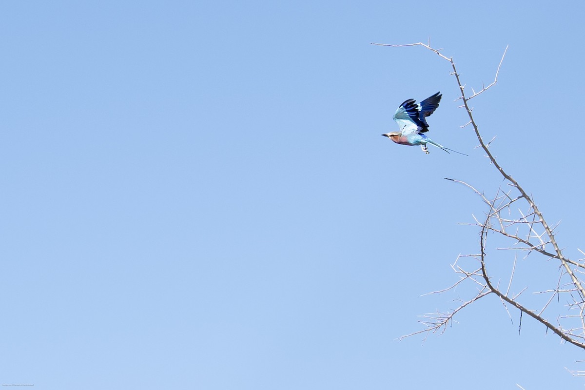 Lilac-breasted Roller - ML638732254