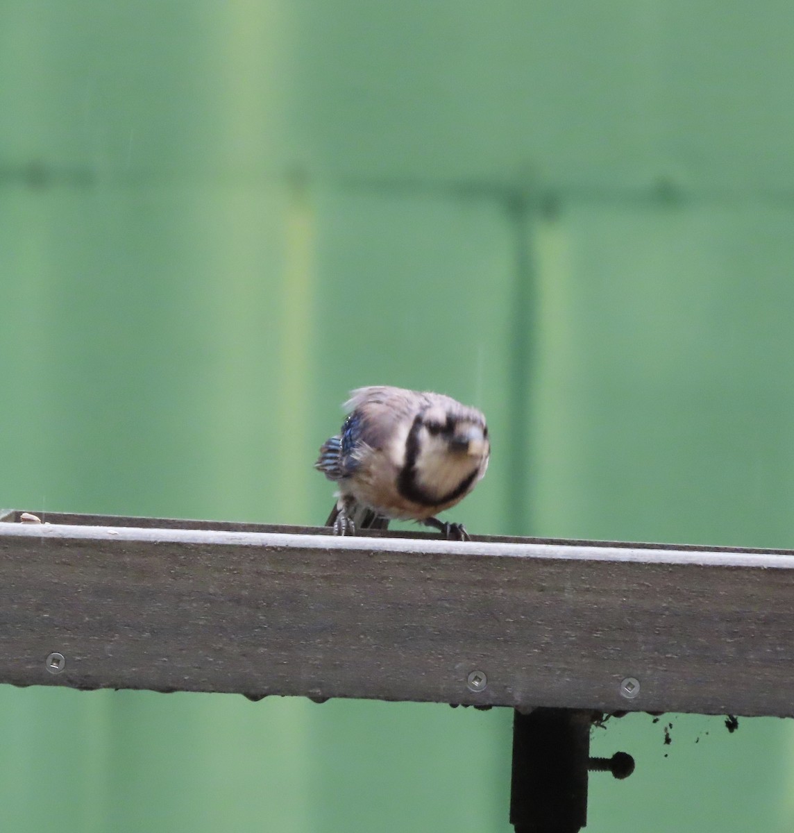 Blue Jay - ML638732257