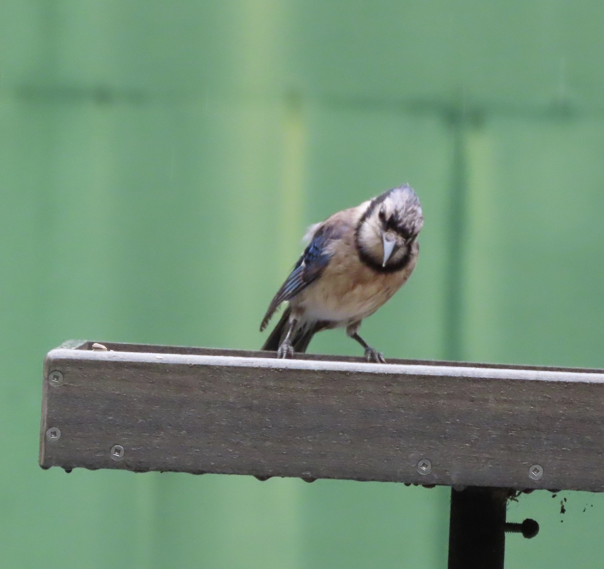 Blue Jay - ML638732258