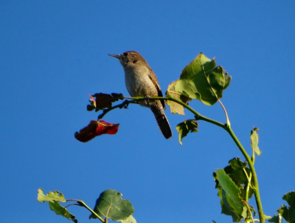 Northern House Wren - ML638732259
