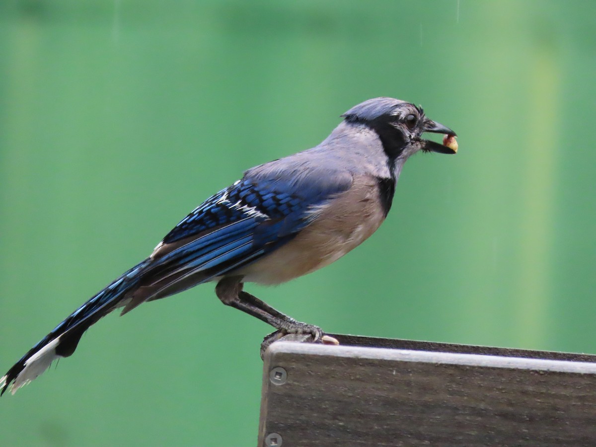 Blue Jay - ML638732260