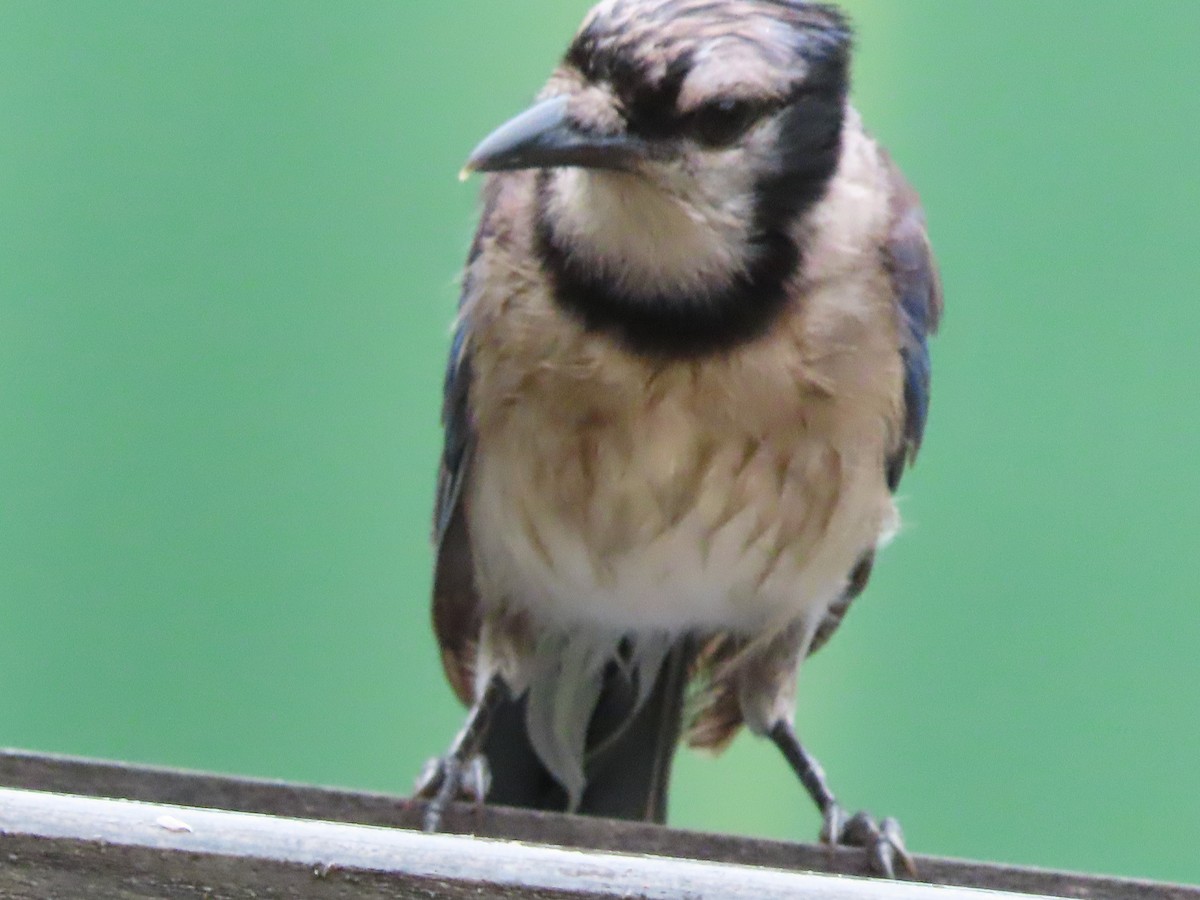 Blue Jay - ML638732261
