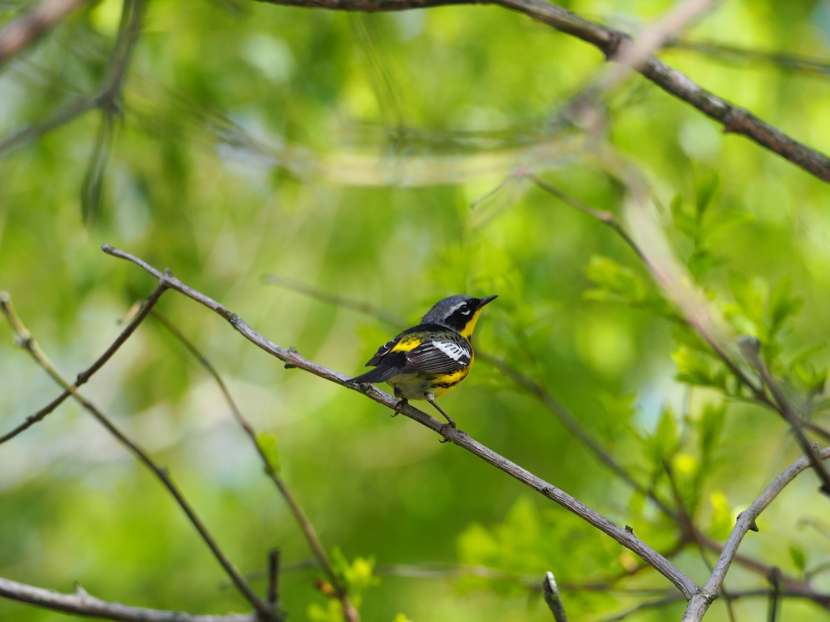 Magnolia Warbler - ML638732271