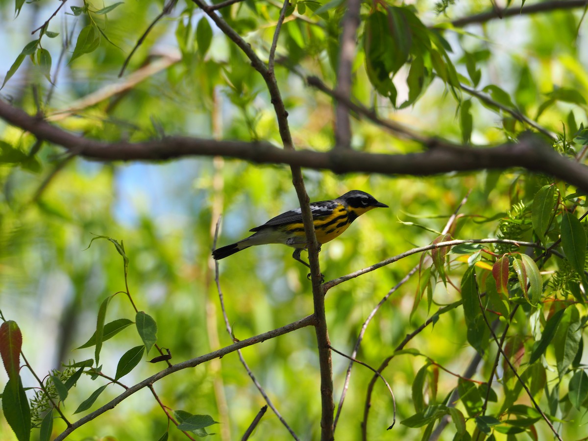 Magnolia Warbler - ML638732286
