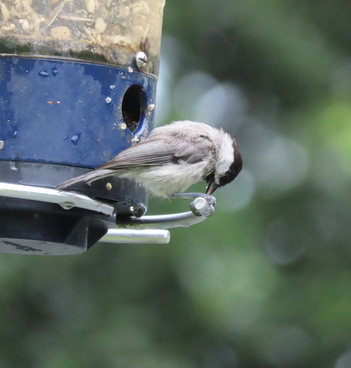 Carolina Chickadee - ML638732309