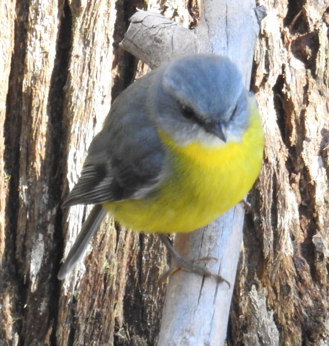 Eastern Yellow Robin - ML63873231