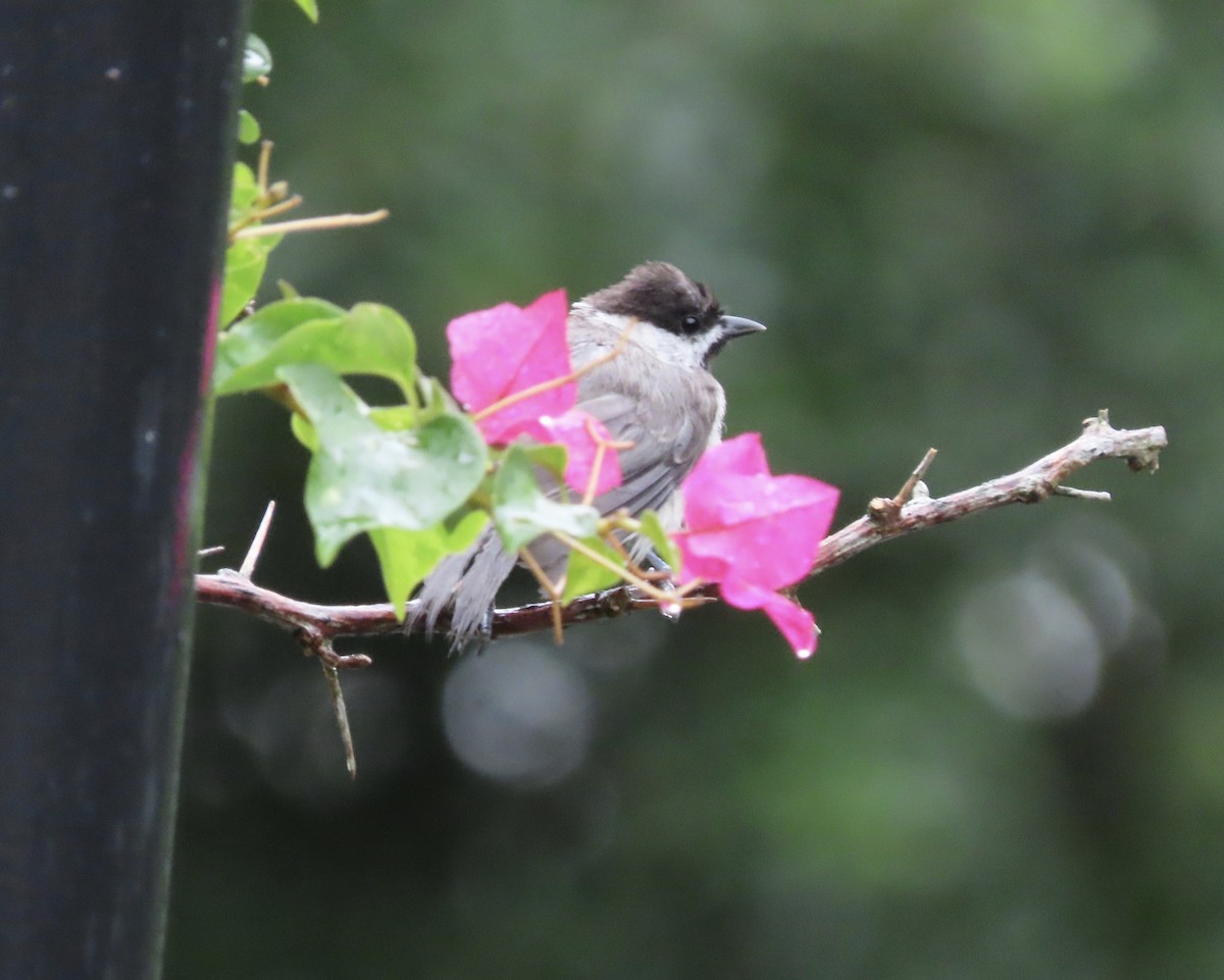Carolina Chickadee - ML638732312